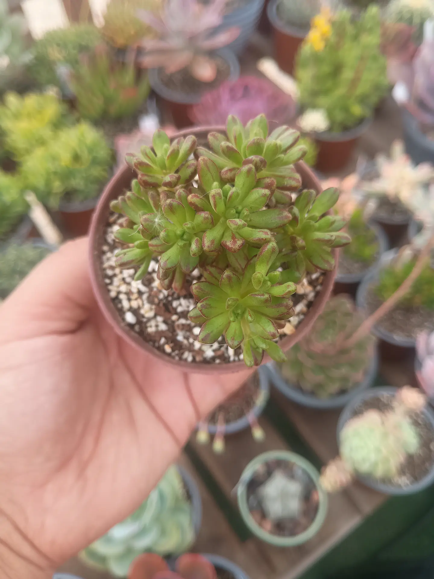 Aeonium sedifolium, pequeño 2