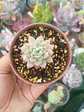 Echeveria Prolífica , pequeña - Miniatura 1