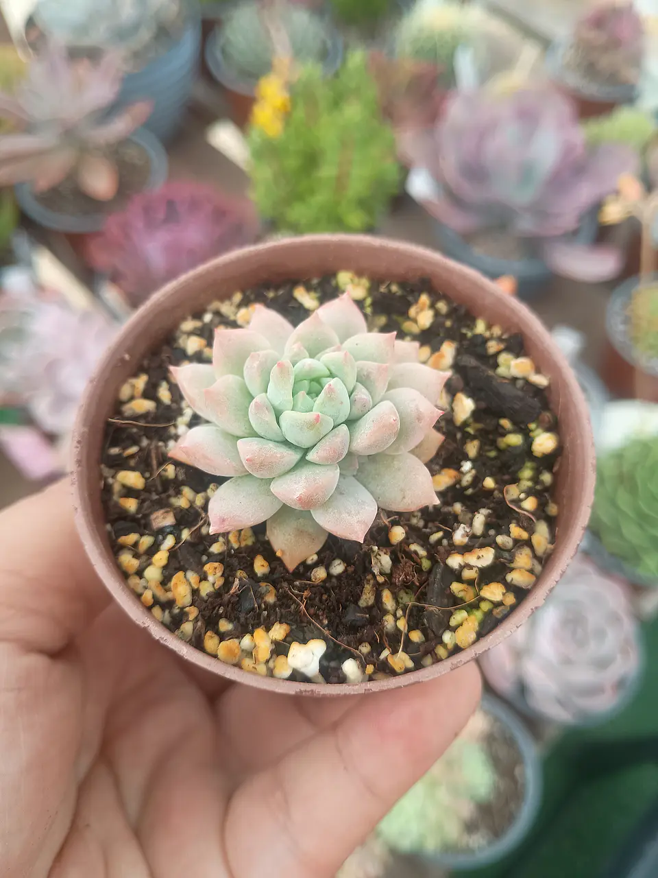 Echeveria Prolífica , pequeña 2