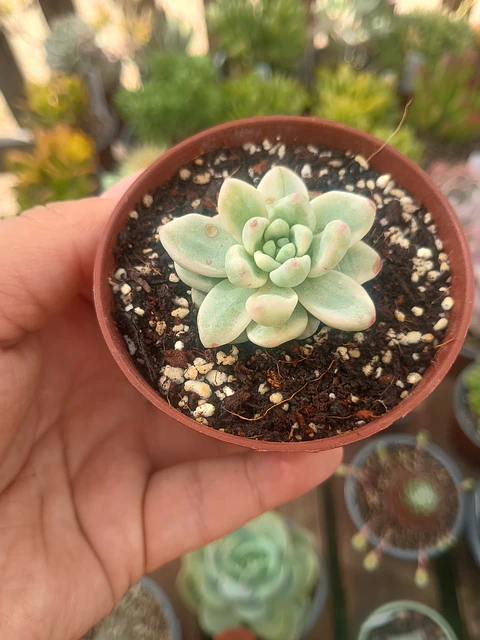 Sedum clavatum variegado
