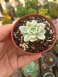 Sedum clavatum variegado - Miniatura 1