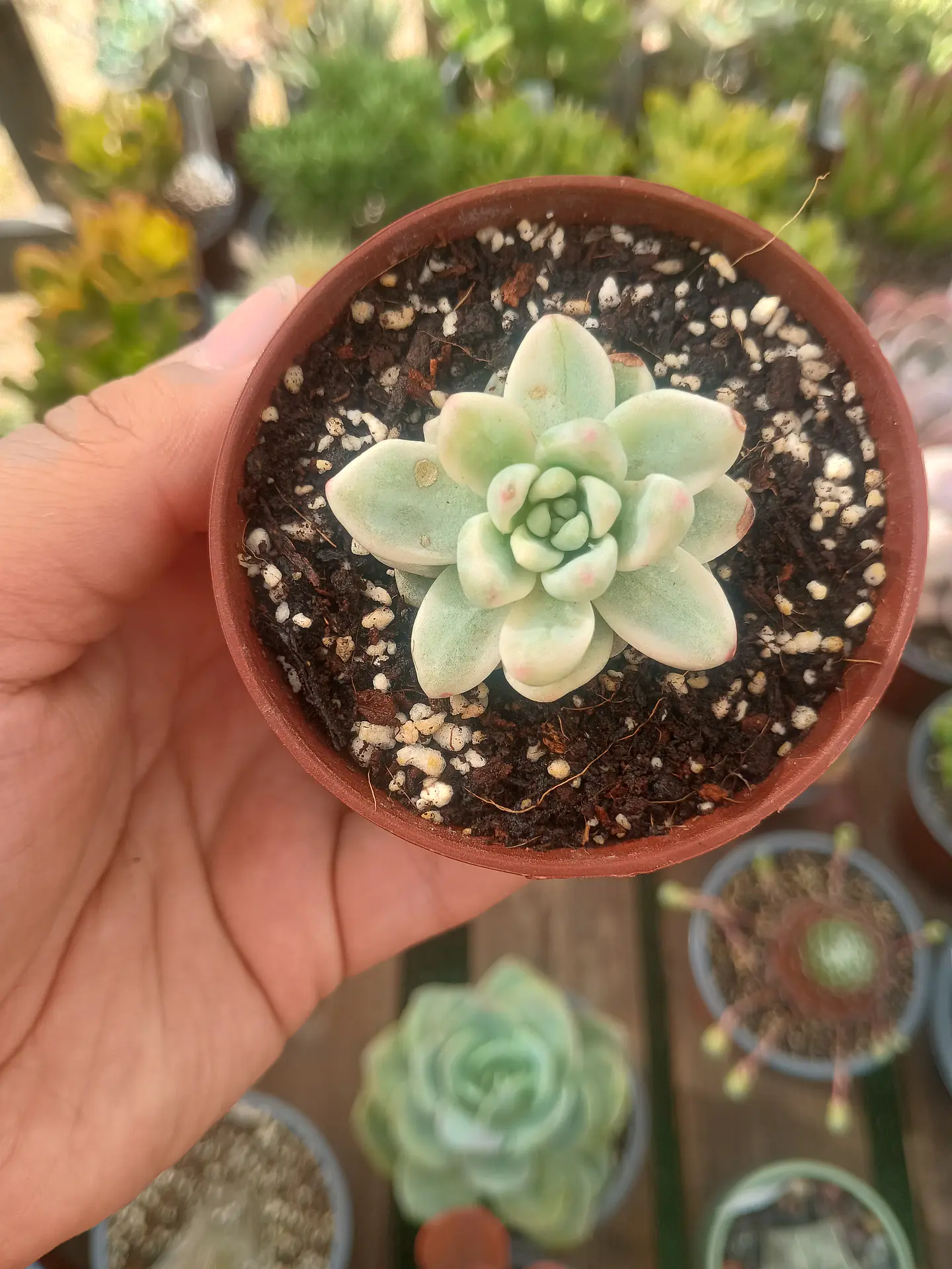 Sedum clavatum variegado 2