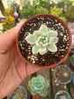 Sedum clavatum variegado - Miniatura 2