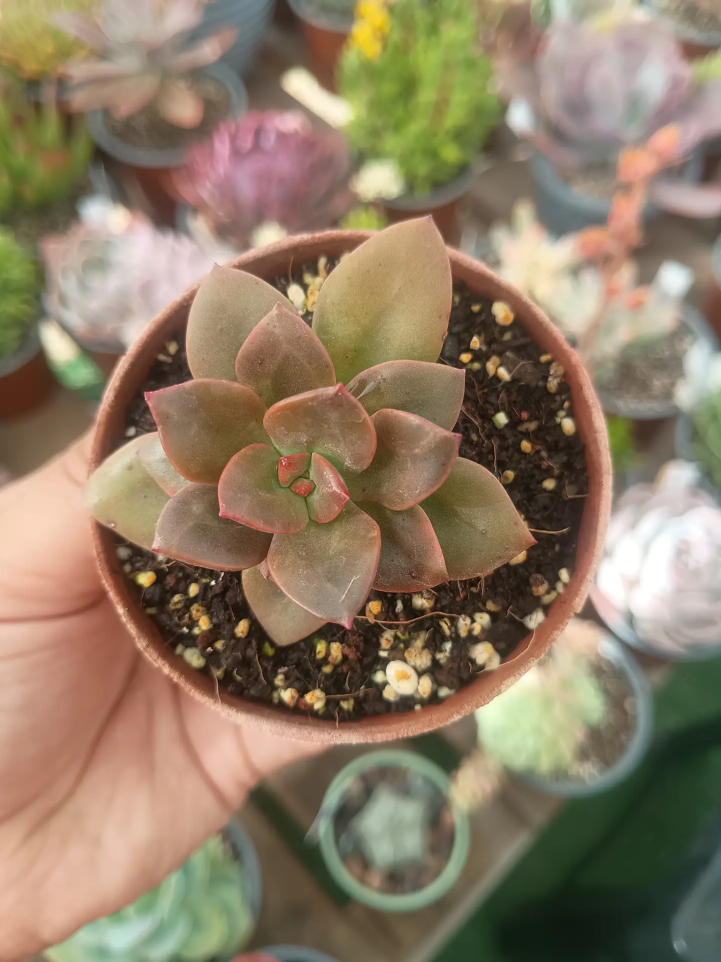 Echeveria Chroma, pequeña 1