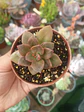 Echeveria Chroma, pequeña - Miniatura 1