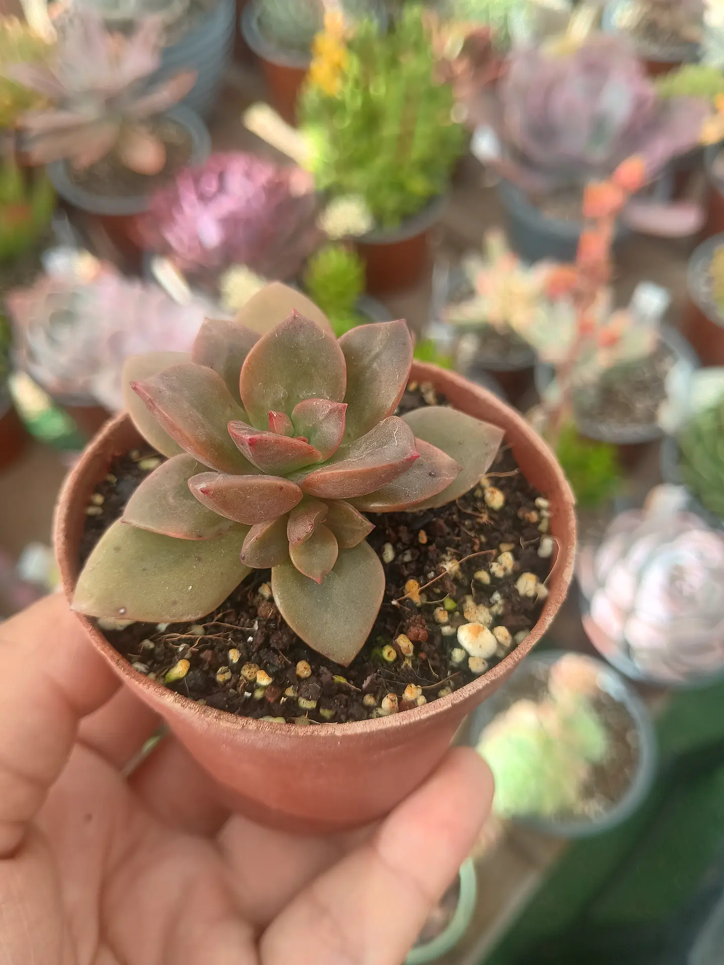 Echeveria Chroma, pequeña 2