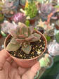 Echeveria Chroma, pequeña - Miniatura 2