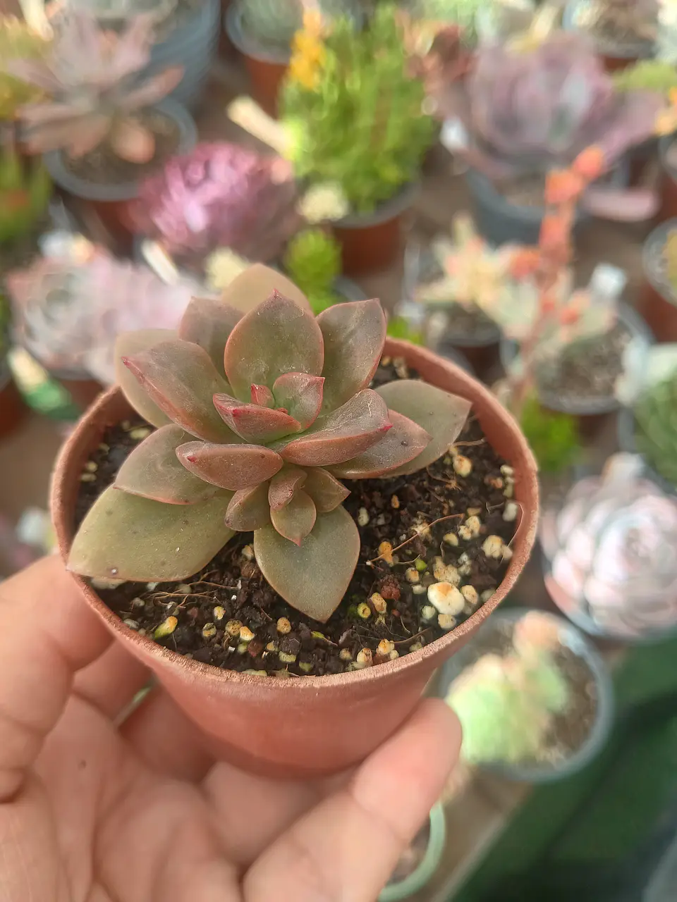 Echeveria Chroma, pequeña 2