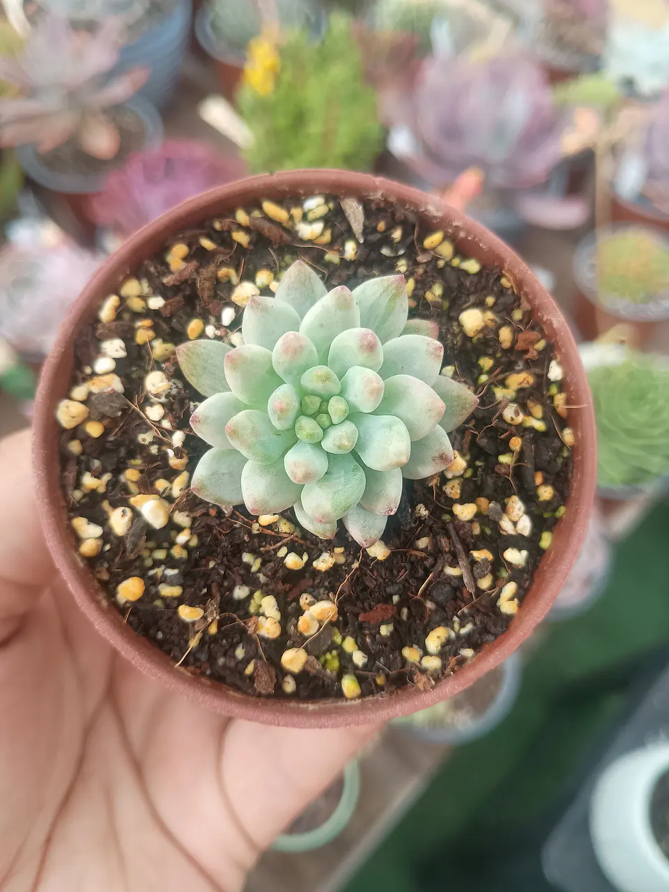 Sedeveria blue elf variegada, pequeña 1