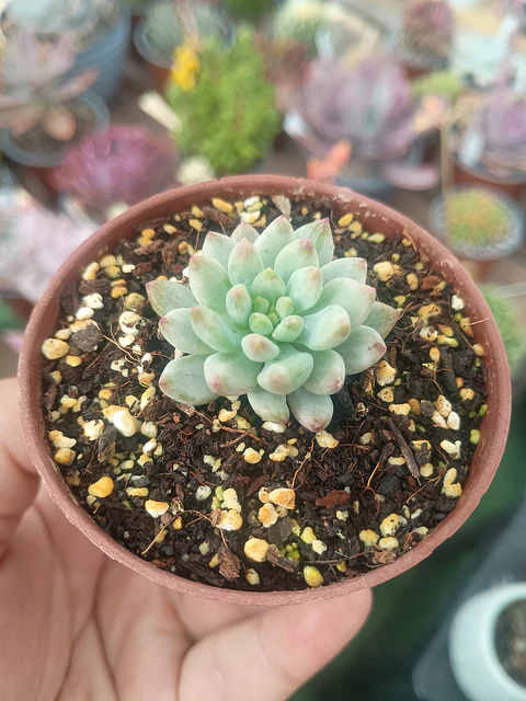 Sedeveria blue elf variegada, pequeña