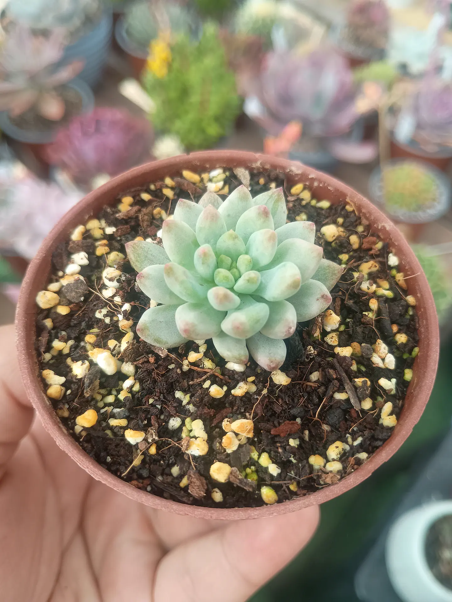 Sedeveria blue elf variegada, pequeña 2