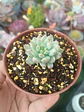 Sedeveria blue elf variegada, pequeña - Miniatura 2