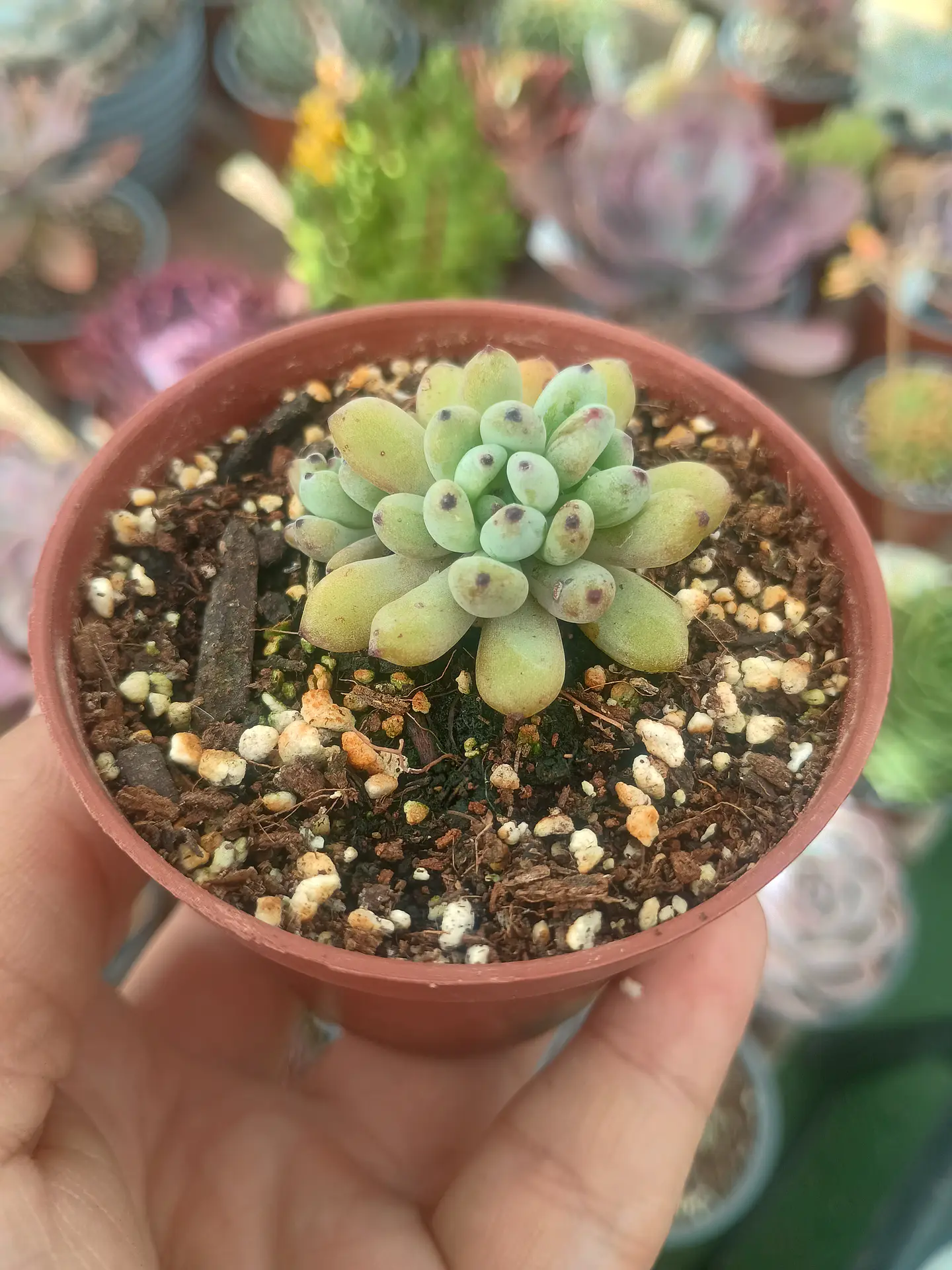 Graptopetalum Pachyphyllum 1