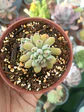Graptopetalum Pachyphyllum - Miniatura 2