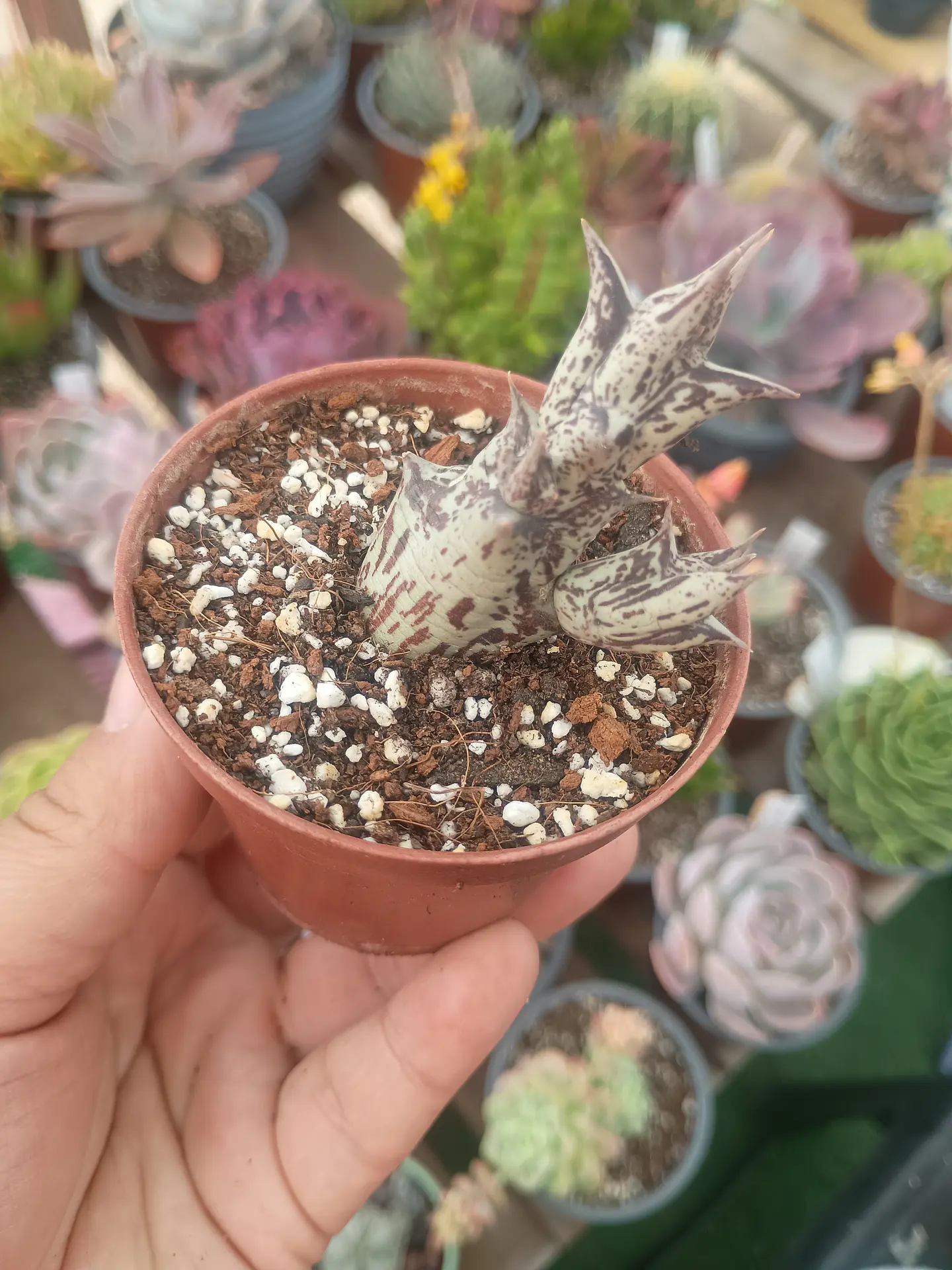 Caralluma Hesperidium pequeña, raices asomando 1