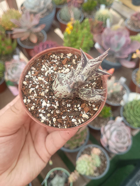 Caralluma Hesperidium pequeña, raices asomando