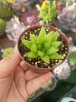 Haworthia  - Miniatura 1
