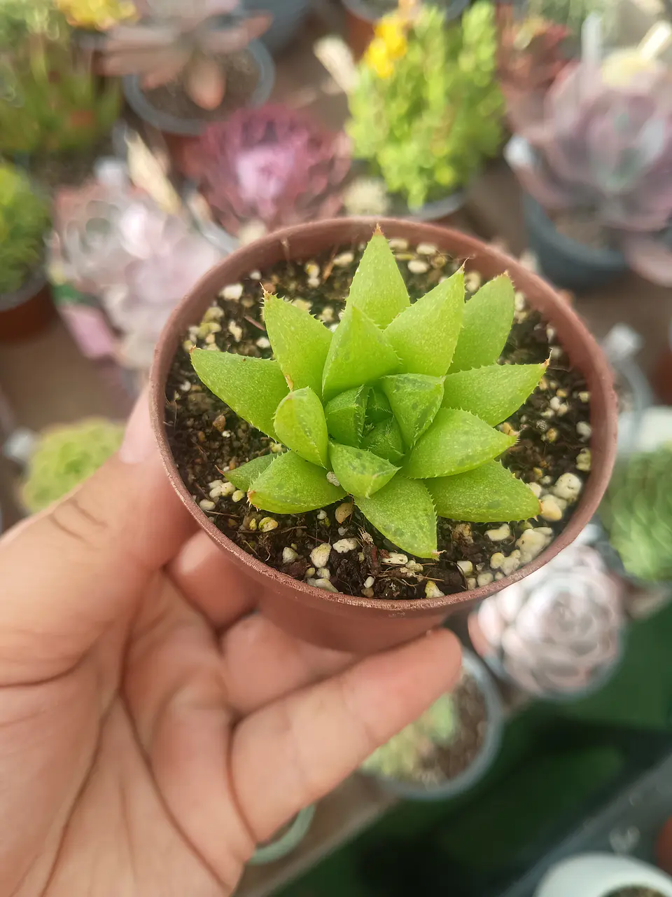 Haworthia  1
