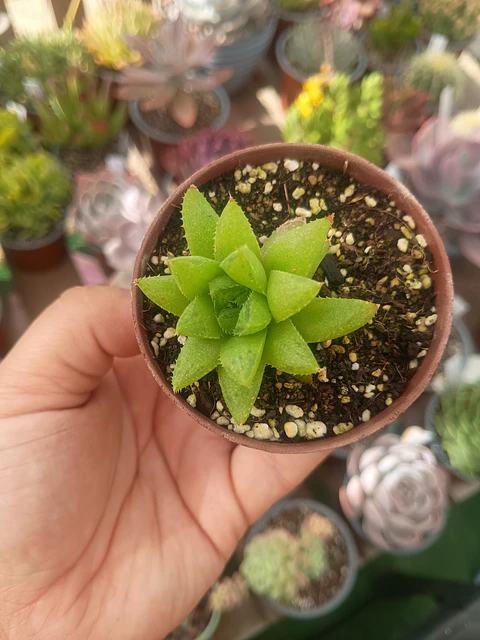 Haworthia 
