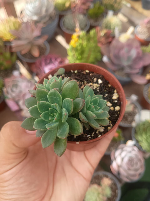 Echeveria, colonia