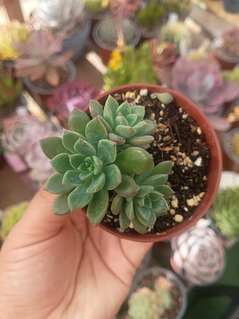 Echeveria, colonia