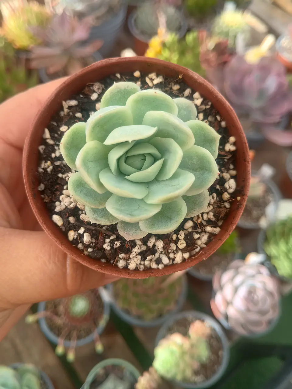 Echeveria elegance 1