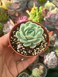 Echeveria elegance - Miniatura 2
