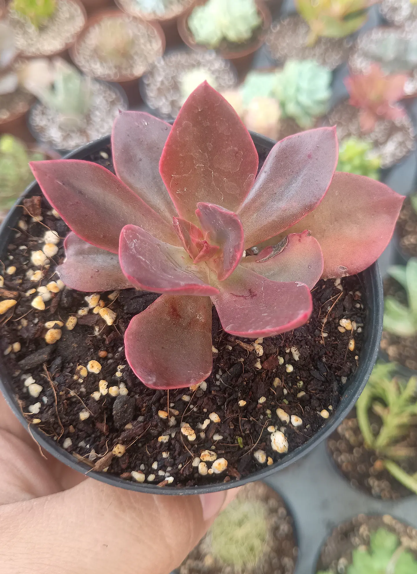 Echeveria Lady burgundy 1