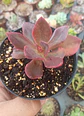 Echeveria Lady burgundy - Miniatura 1