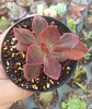 Echeveria Lady burgundy - Miniatura 2