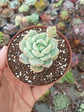 Sedeveria Pudgy - Miniatura 1