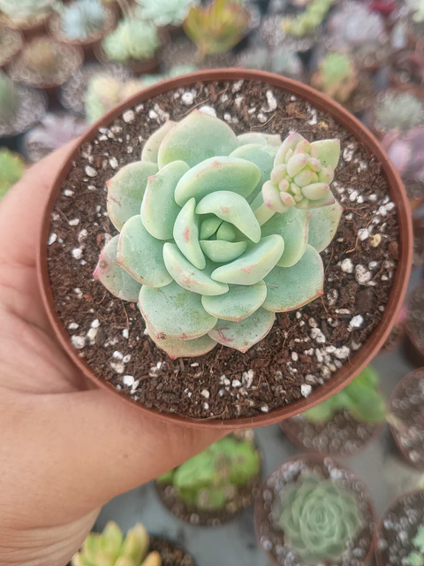 Sedeveria Pudgy