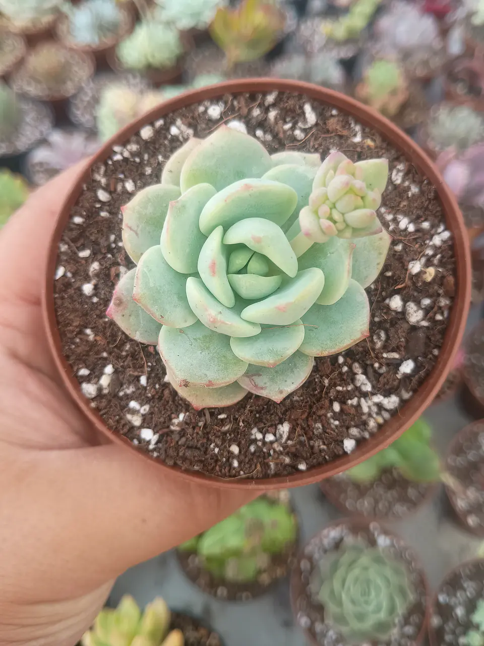 Sedeveria Pudgy 2