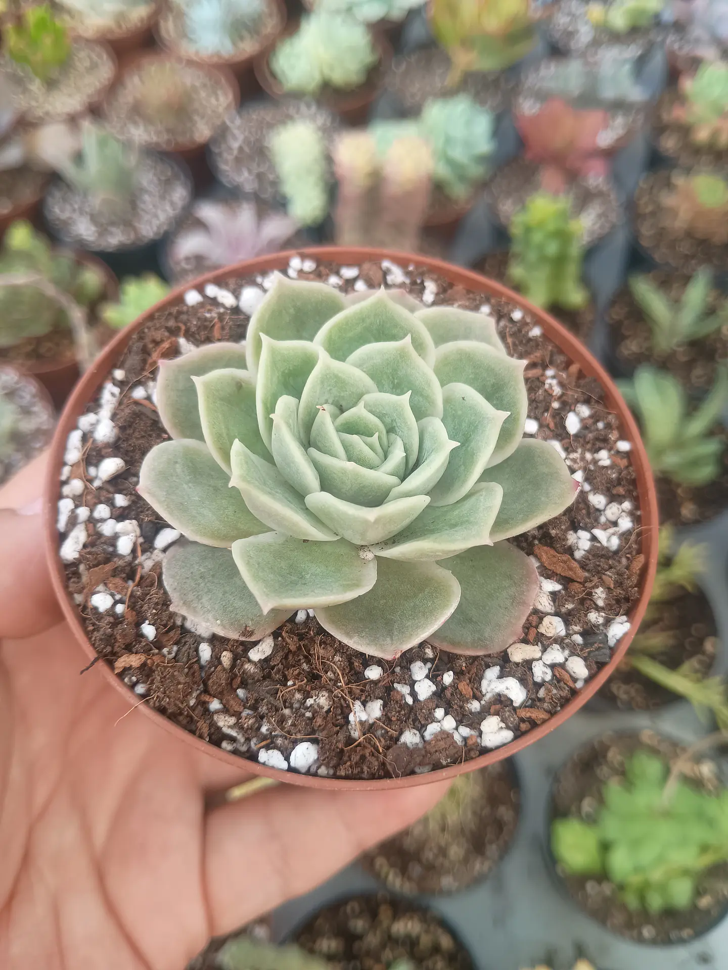 Echeveria Onslow 1