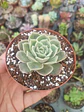 Echeveria Onslow - Miniatura 1