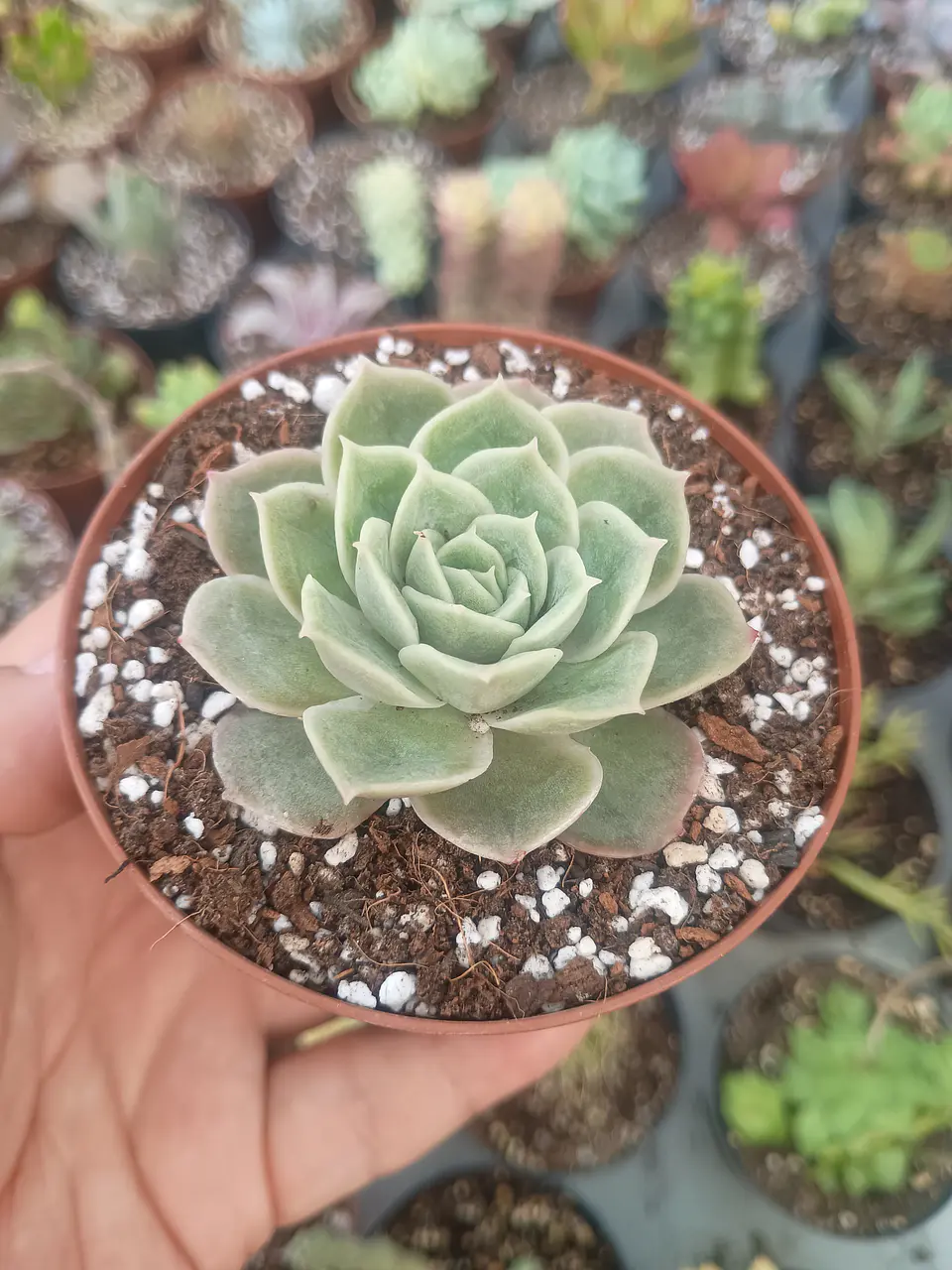 Echeveria Onslow 1
