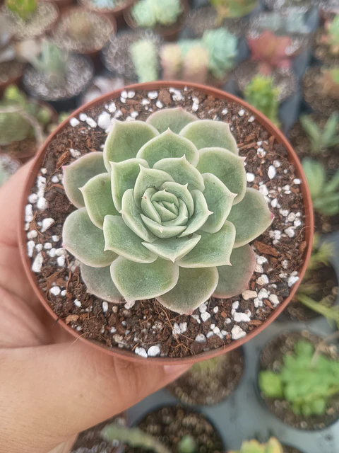 Echeveria Onslow