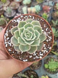 Echeveria Onslow - Miniatura 2