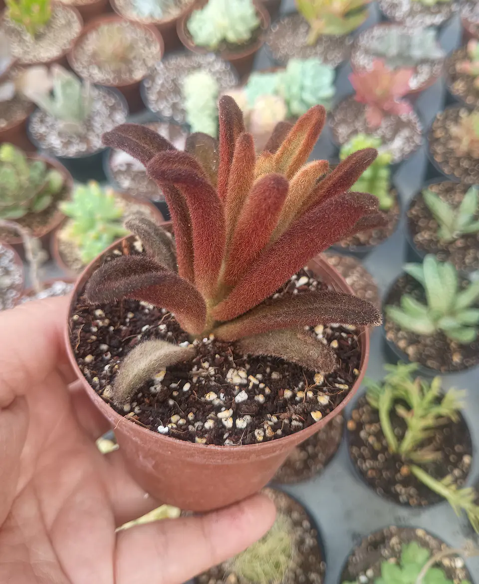 Kalanchoe chocolate soldier 1