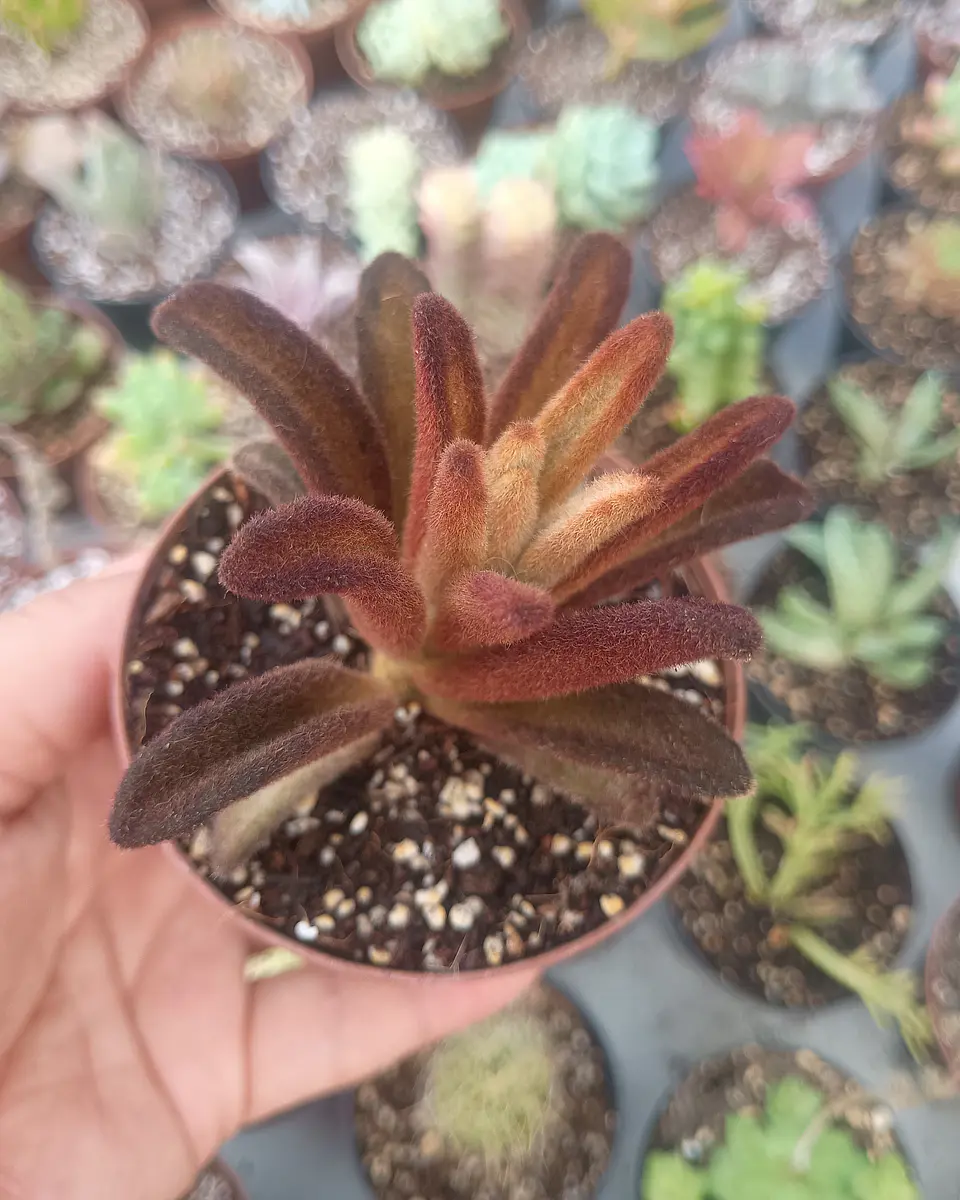 Kalanchoe chocolate soldier 2