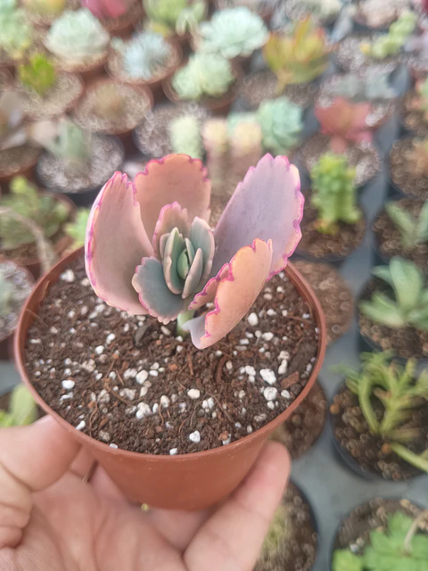 Kalanchoe fedschenkoi variegado, pequeño