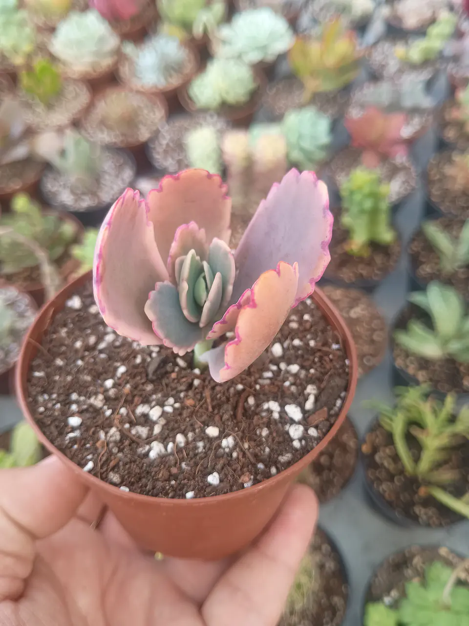 Kalanchoe fedschenkoi variegado, pequeño 1
