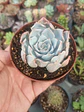 Echeveria subsessilis - Miniatura 1