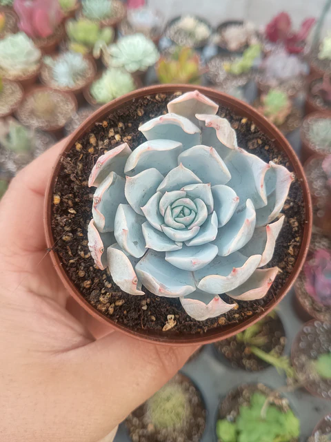 Echeveria subsessilis