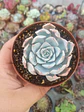 Echeveria subsessilis - Miniatura 2