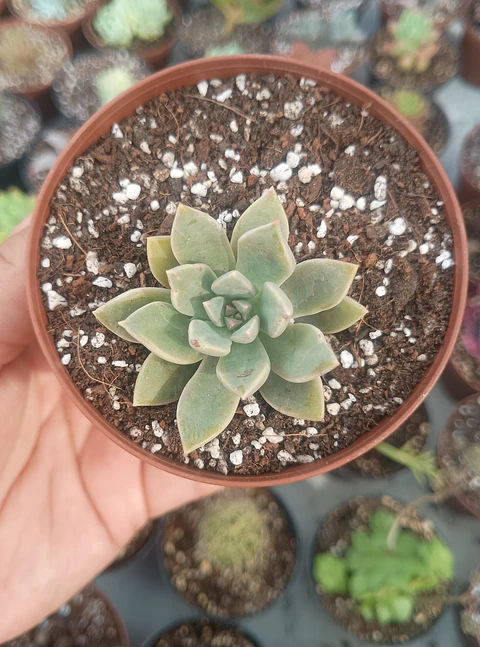 Graptopetalum claret