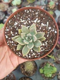 Graptopetalum claret - Miniatura 1