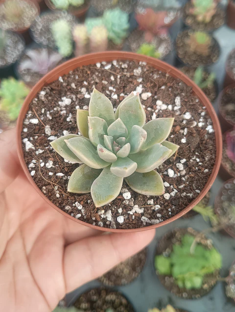 Graptopetalum claret