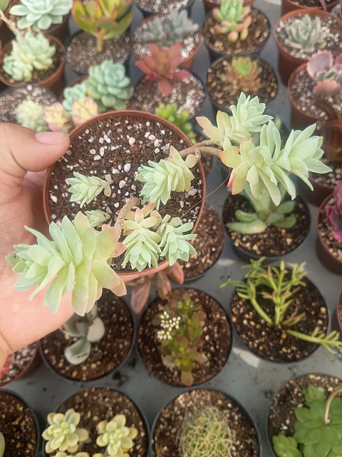 Sedum Palmeri