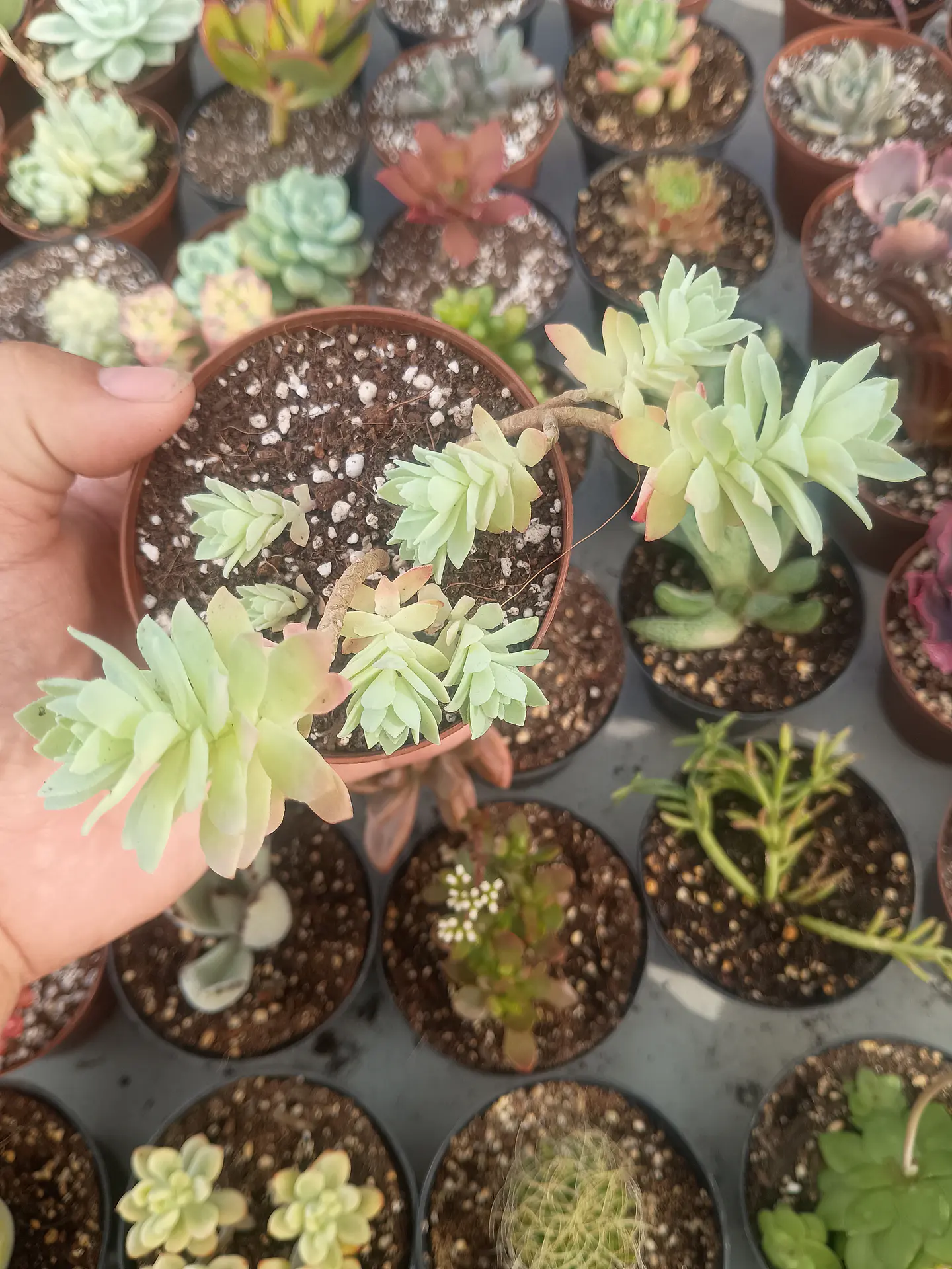 Sedum Palmeri 1